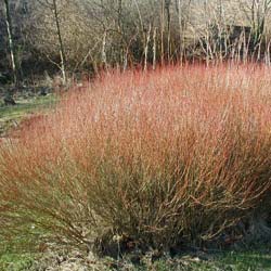 Saule pourpre nain / Salix purpurea Nana